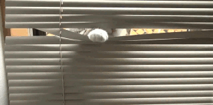 Funny cats - part 338, best cute cat pictures, cat photo