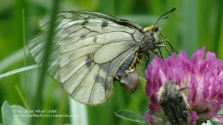 Parnassius (Driopa) mnemosyne female sphragis DSC139038