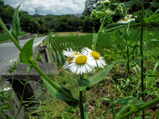 高山町