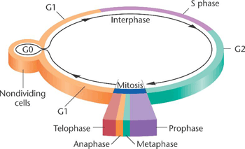 Somatic cell cycle