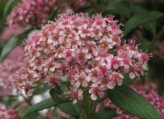 Spiraea arcuata