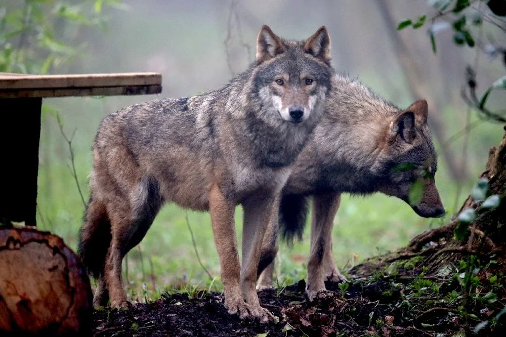 La domesticación de los lobos inicio cuando fueron atraídos por comida de los humanos