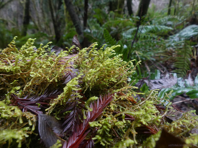 11: jointed little trees