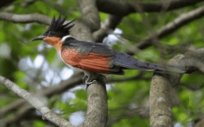 Burung bubut atau ada juga yang menyebutnya dengan burung bubut pacar jambul memiliki nam Daftar Resmi Harga Burung Bubut Update Terbaru Saat Ini