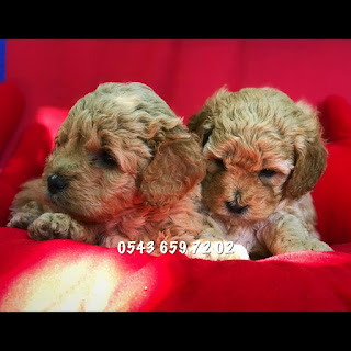 satılık toy poodle ilanı