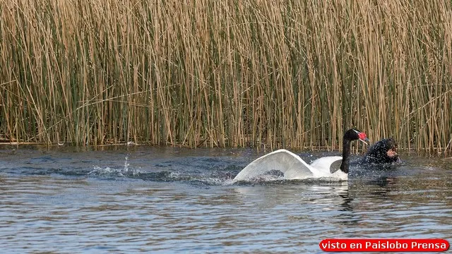 Continúan los ataques de lobos marinos a cisnes de cuello negro en Valdivia