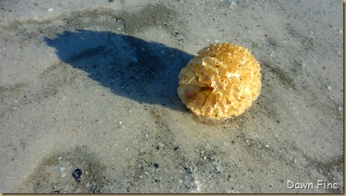 Sanibel Shell and birds_048