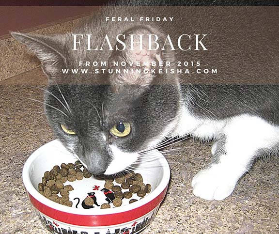 Feral Friday: Counter Kitty