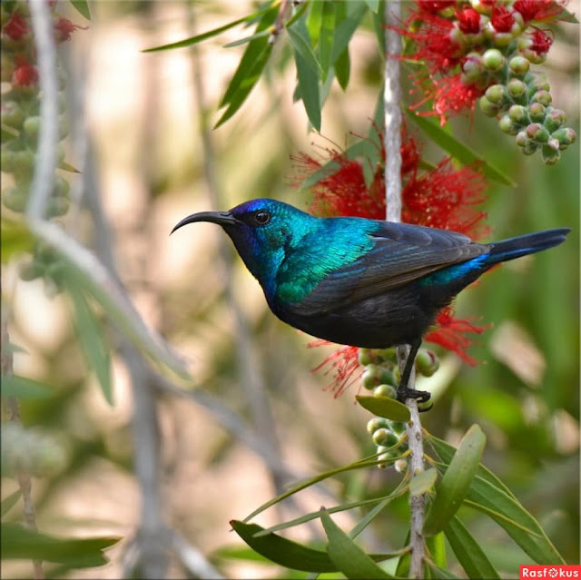 پاکستان  کے پرندے Birds of Pakistan