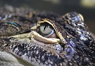 Zambezi River crocodiles possess a lethal combination of strength, patience and power
