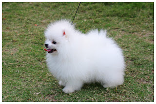 Pomeranian Puppy Pictures