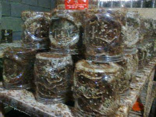 bibit kroto, ternak kroto, agen bibit kroto , car budidaya kroto