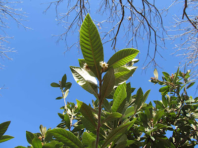 Annieinaustin, Loquat bloom in December