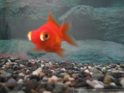 Gold Fish