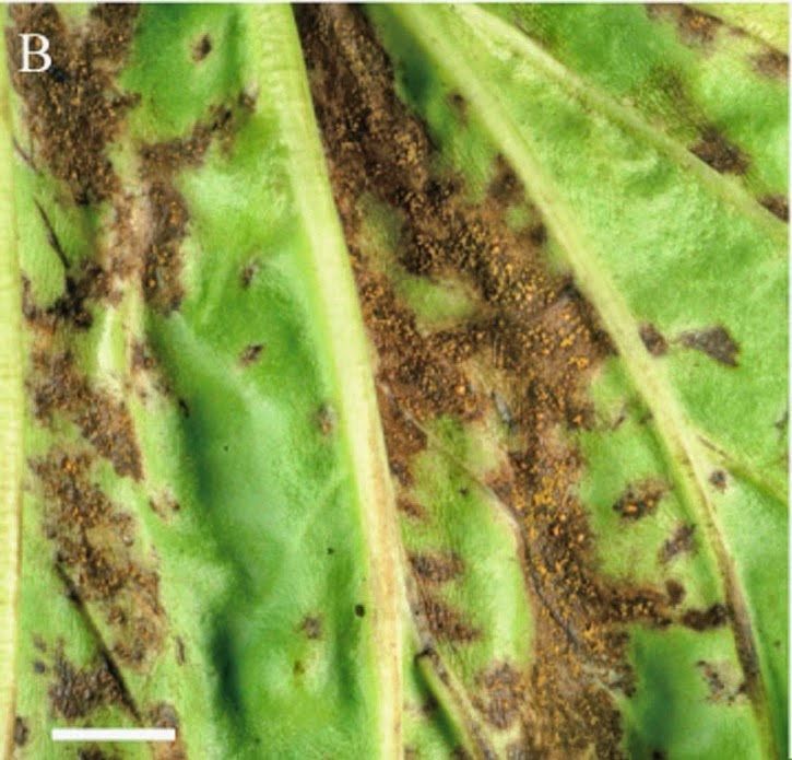 http://sciencythoughts.blogspot.co.uk/2014/08/a-new-species-of-rust-fungus-from.html