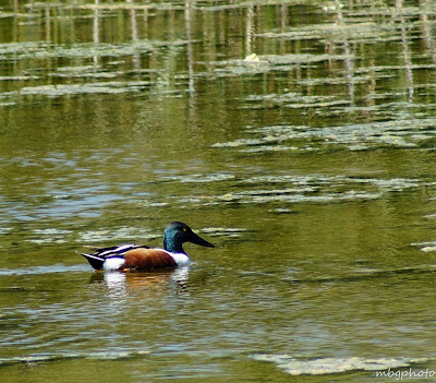 wood duck photo by mbgphoto