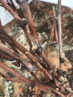 Bundles Of Grapevine Cuttings With Top Cut at an Angle