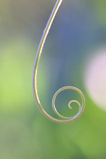 tendril spiral on bokeh background