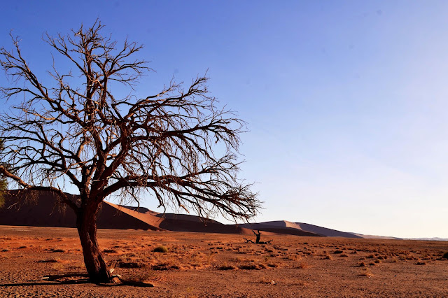 Trees and Dunes in Namibia, Sossusvlei