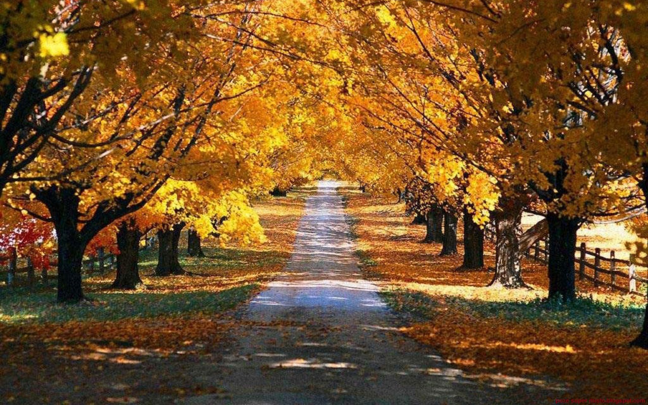 Awesome Wallpaper Autumn Road Nature Wallpapers