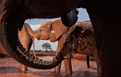 Kenya's Baby Elephant Orphanage Seen On www.dil-ki-dunya.tk