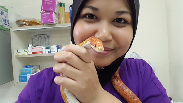 Pengalaman Merawat Luka Ular Jagung Atau Corn Snake 