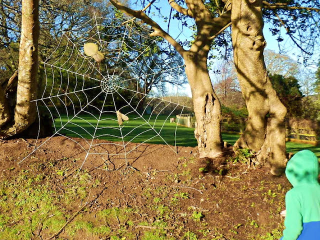 Pinetum Gardens, Holmbush, St.Austell, Cornwall