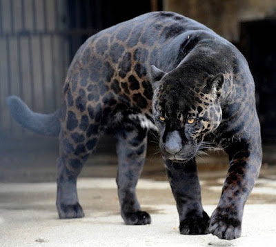 PANTHER HD WALLPAPER FREE DOWNLOAD 29