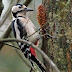 Great-spotted woodpecker and Sitka spruce