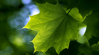 Leaf Wallpaper