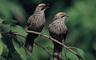 burung cucak rowo kalimantan