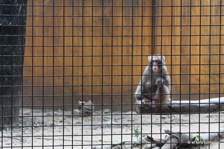 manila zoo 24