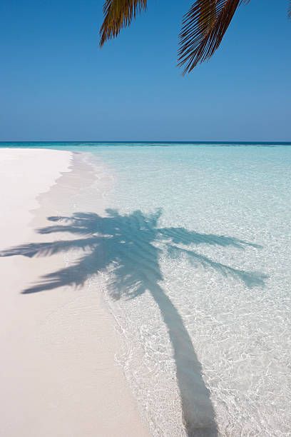 shadow of a palm tree in the shallows of the sea on a white sand beach