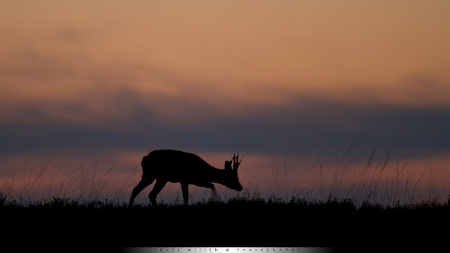 Reebok op heuvel  na zonsondergang - Roe Deer  on a hill after sunset