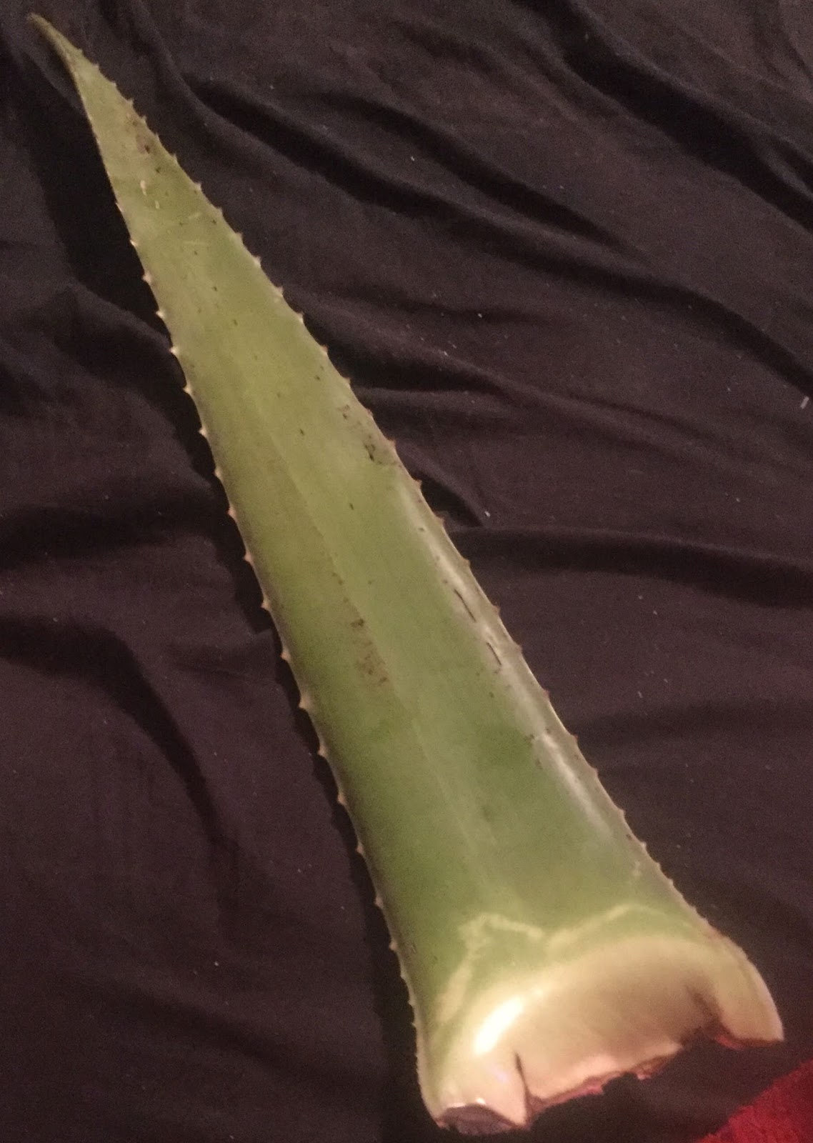 Countrified Hicks How And Why To Dehydrate Aloe Vera