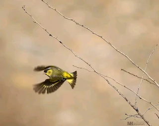 The Enigmatic Journey of the Alder Siskin: From Europe to North Africa