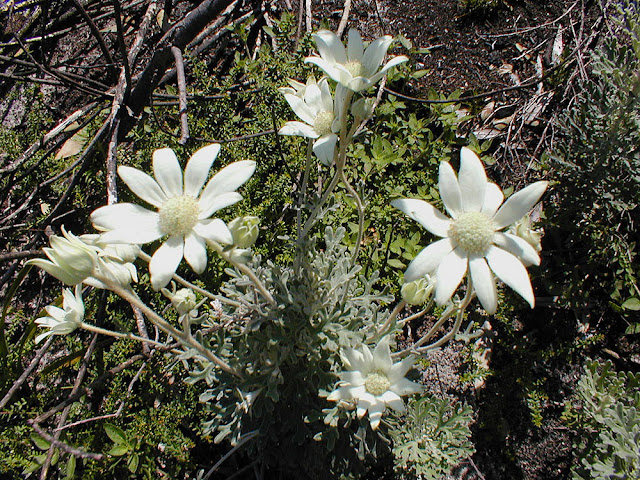 Flannel Flower Actinotus helianthus, New South Wales, Australia. Photo by Loire Valley Time Travel.