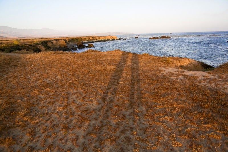 elephantseals-12