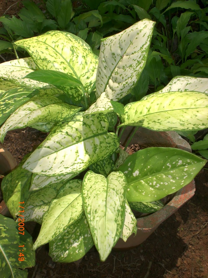 25+ Top Info Aglaonema Plant