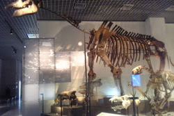 Baluchitherium: The largest mammal lived in Pakistan.