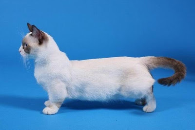 Munchkin Cats Seen On www.coolpicturegallery.us