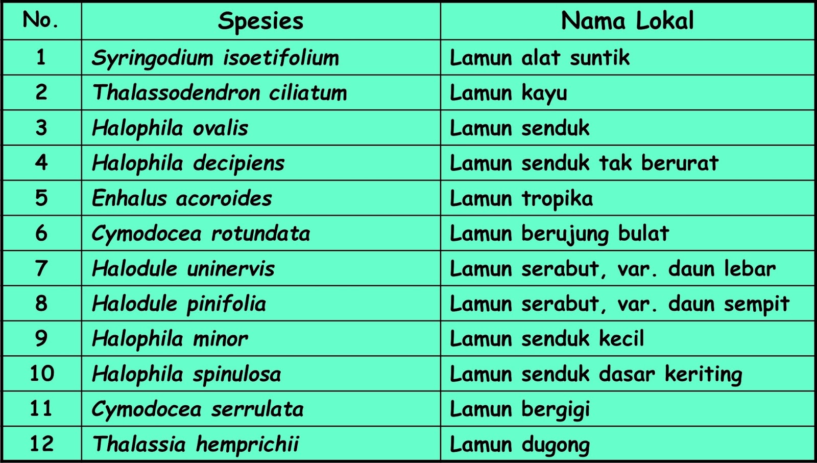 Ekosistem Lamun ~ AanBLOG