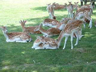 Groupe de daims