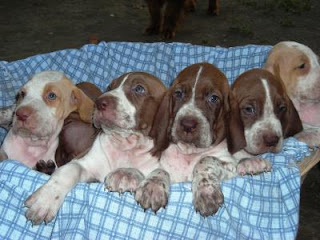 Bracco Italiano Puppies