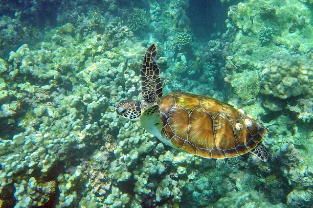 snorkeling, schnorcheln, daymaniyat, islands, inseln, fische, korallen, oman, Muscat, unterwasser, meer, schildkröten, turtles, meeresschildkröten