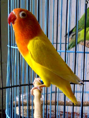 Gambar Kenali 13 Jenis Burung Lovebird Berdasarkan Warna 