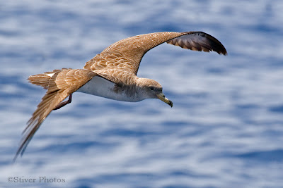 Cory´s Shearwater