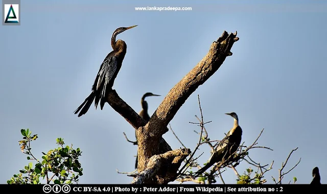 Birds at Kalametiya lagoon