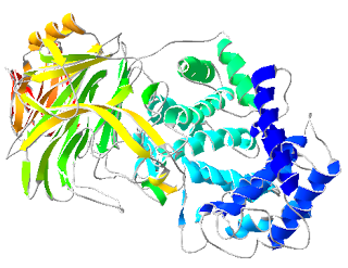 Hyaluronidase