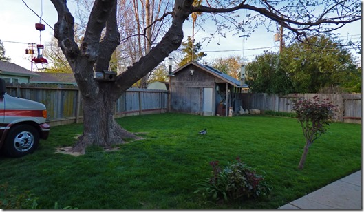 New visitor in backyard....a duck